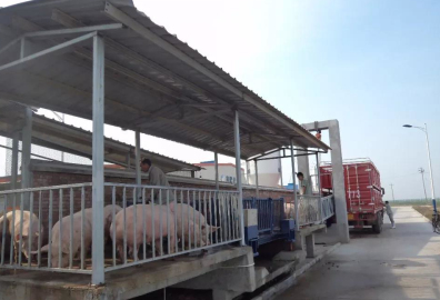 豬場售豬臺上懸掛220V微型電動葫蘆的真實用處